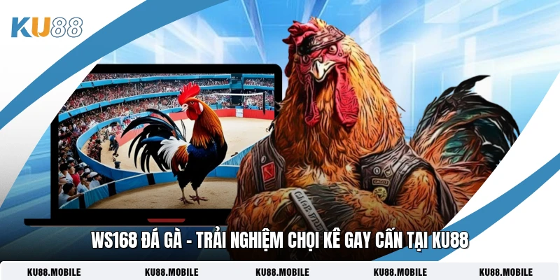 WS168 Đá Gà - Trải Nghiệm Chọi Kê Gay Cấn Tại KU88 